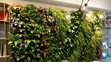 植物布置有學問！掌握訣竅讓涼感森林浴在室內實現