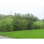 植栽、植栽買賣