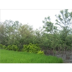 植栽、植栽買賣