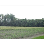 植栽、植栽買賣