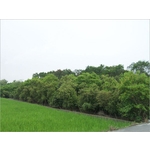 植栽、植栽買賣