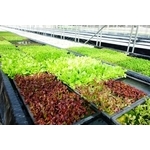 水耕蔬菜塑膠布