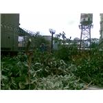 樹木修剪、花圃整理