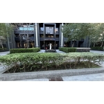 楓香樹維護前期 , 朵森綠美化工作室