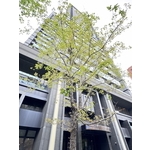 楓香樹5個月維護成果 , 朵森綠美化工作室