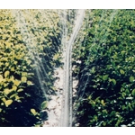 三管噴水管(噴水帶)