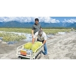 花蓮西瓜採收遇缺工困境 東華研發AI採收...