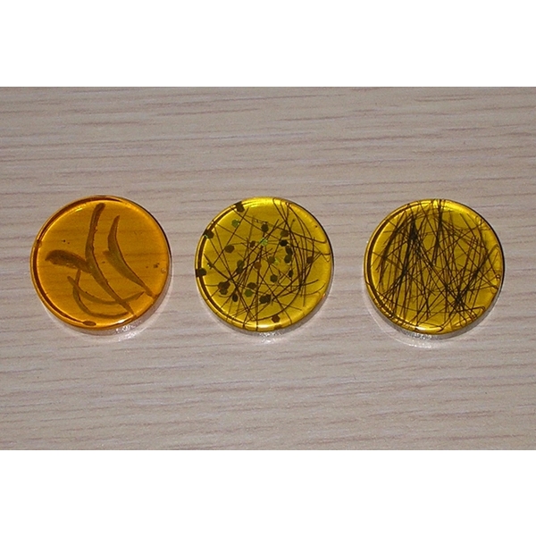 波麗-上棚企業有限公司