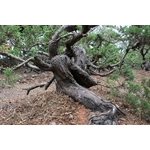 盆材 / 半庭園樹-清宏造園