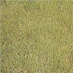 翡翠草 , 翡翠園藝草毯專業生產中心