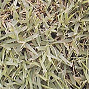 斗六草 , 翡翠園藝草毯專業生產中心