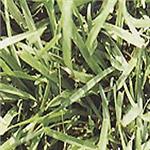 類地毯草 , 翡翠園藝草毯專業生產中心