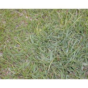 假儉草 , 翡翠園藝草毯專業生產中心