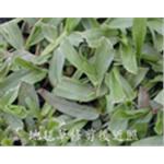 巴西地毯草 , 翡翠園藝草毯專業生產中心