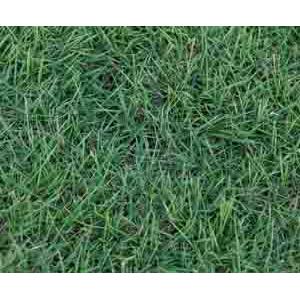 翡翠草 , 翡翠園藝草毯專業生產中心