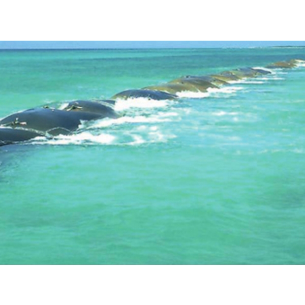 織袋-地工砂腸管袋-甲盟實業有限公司