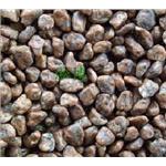 天山紅(圓)-淞博園藝企業有限公司