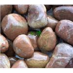 雨花石(紅)-淞博園藝企業有限公司